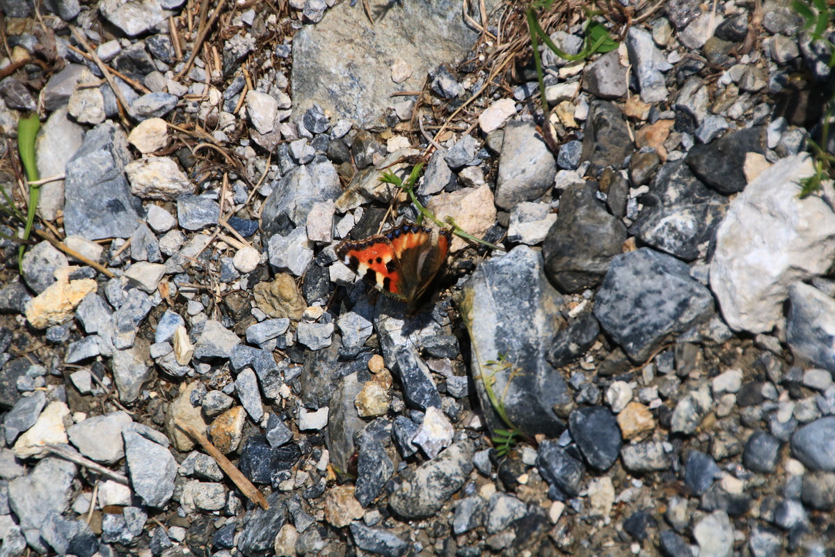 2015_06_11_001499_Bildgr��e �ndern