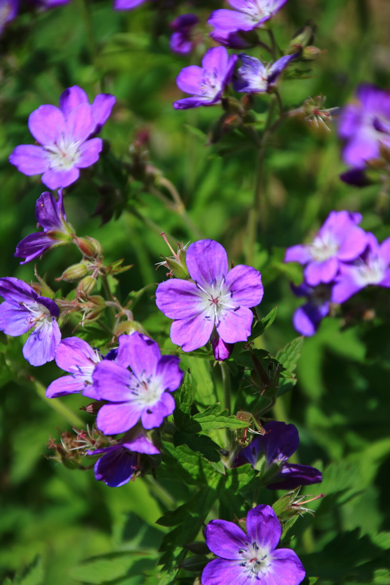 2015_06_11_001514_Bildgr��e �ndern