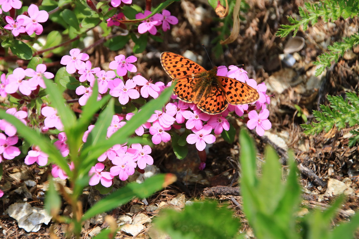 2015_06_11_001537_Bildgr��e �ndern