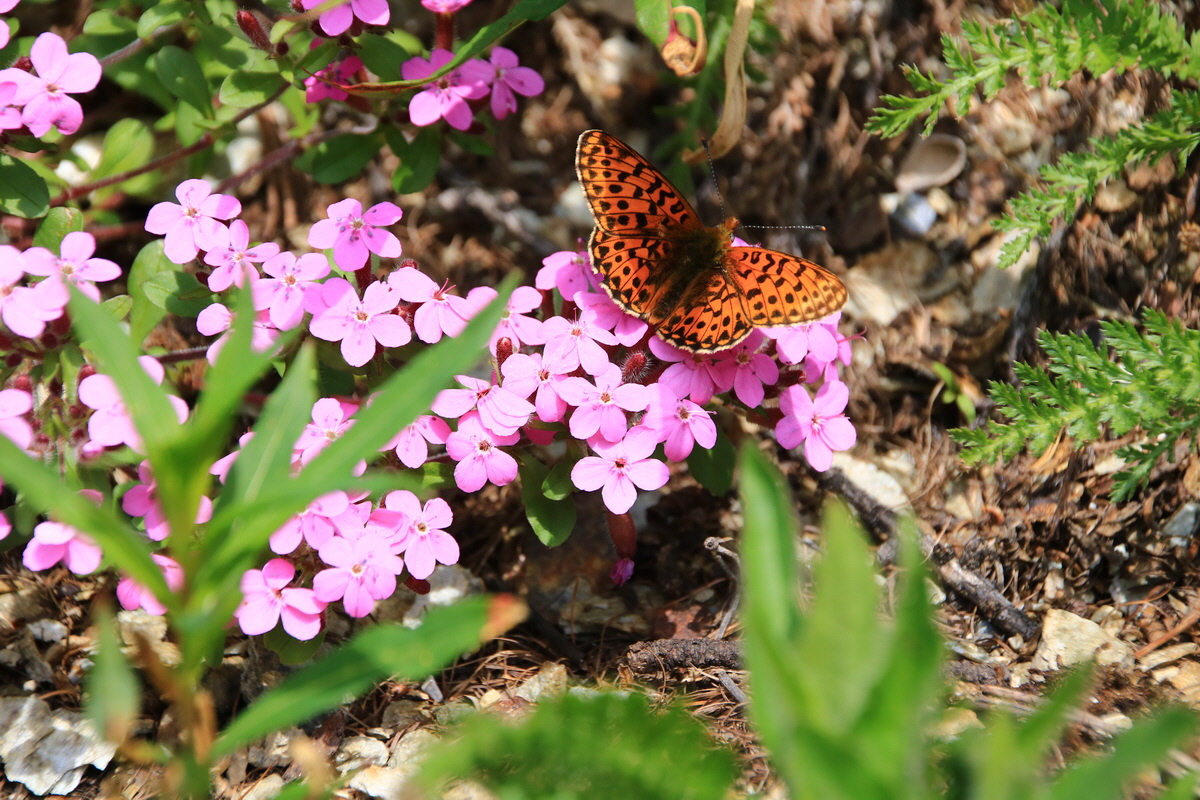 2015_06_11_001541_Bildgr��e �ndern