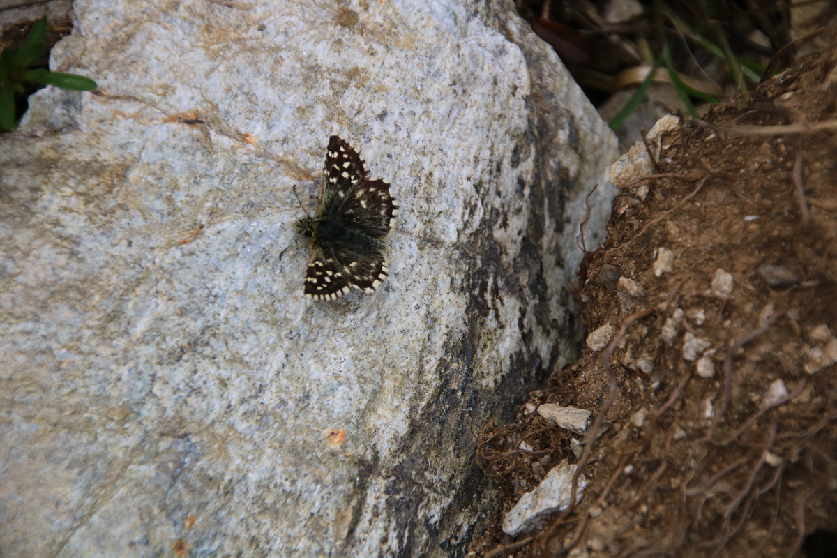 2015_06_11_001580_Bildgr��e �ndern