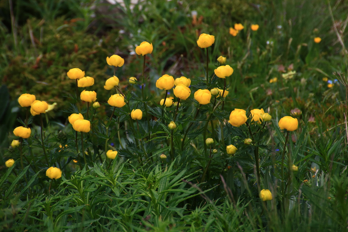 2015_06_11_001597_Bildgr��e �ndern