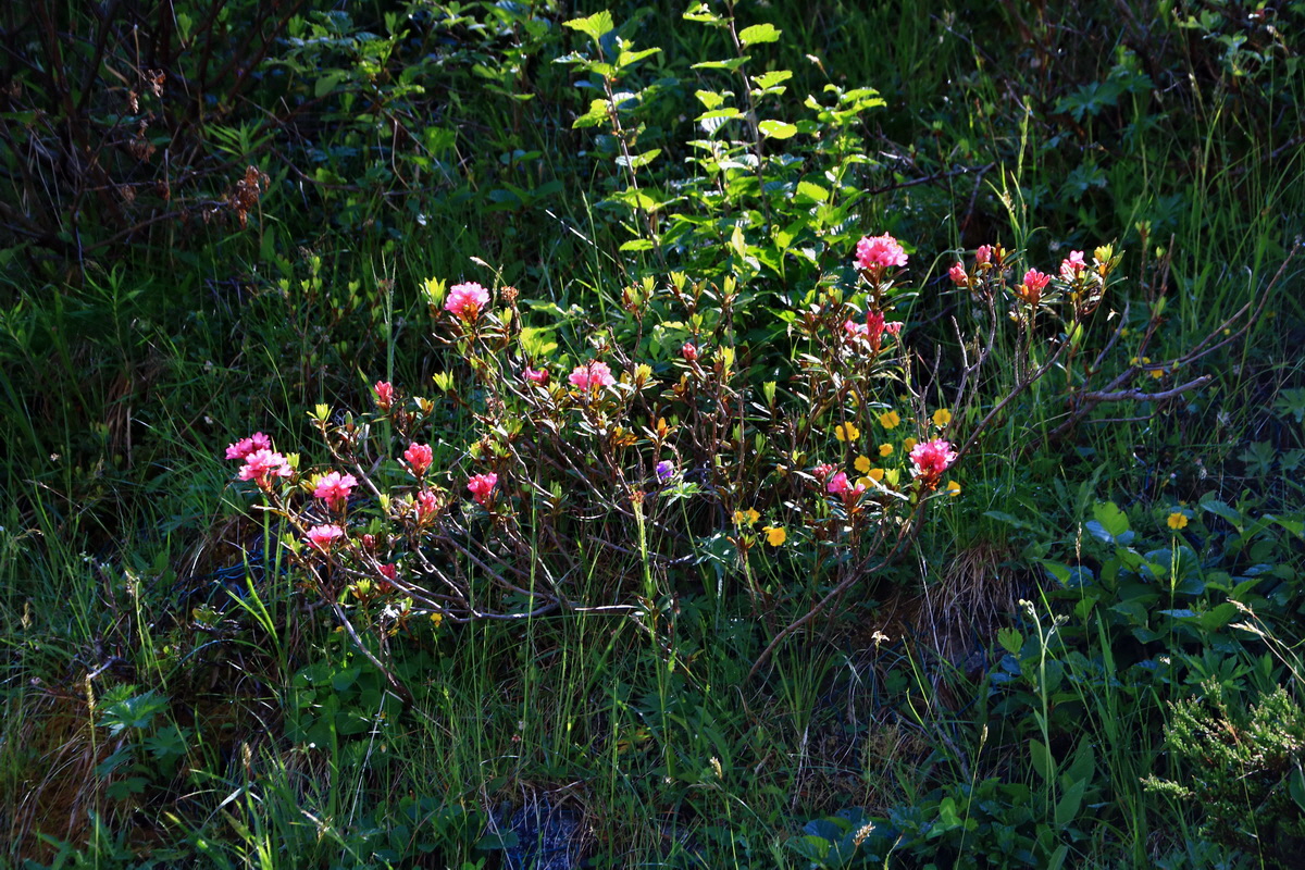 2015_06_12_001942p_Bildgr��e �ndern