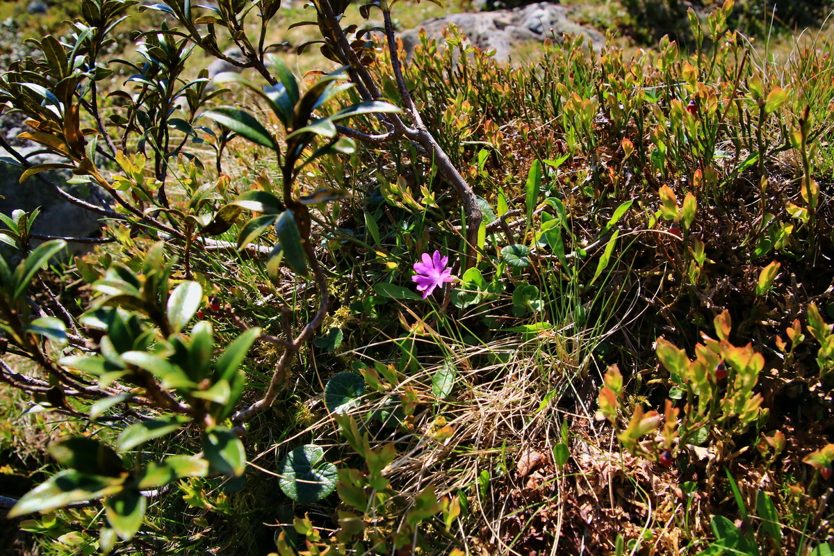 2015_06_12_002025p_Bildgr��e �ndern