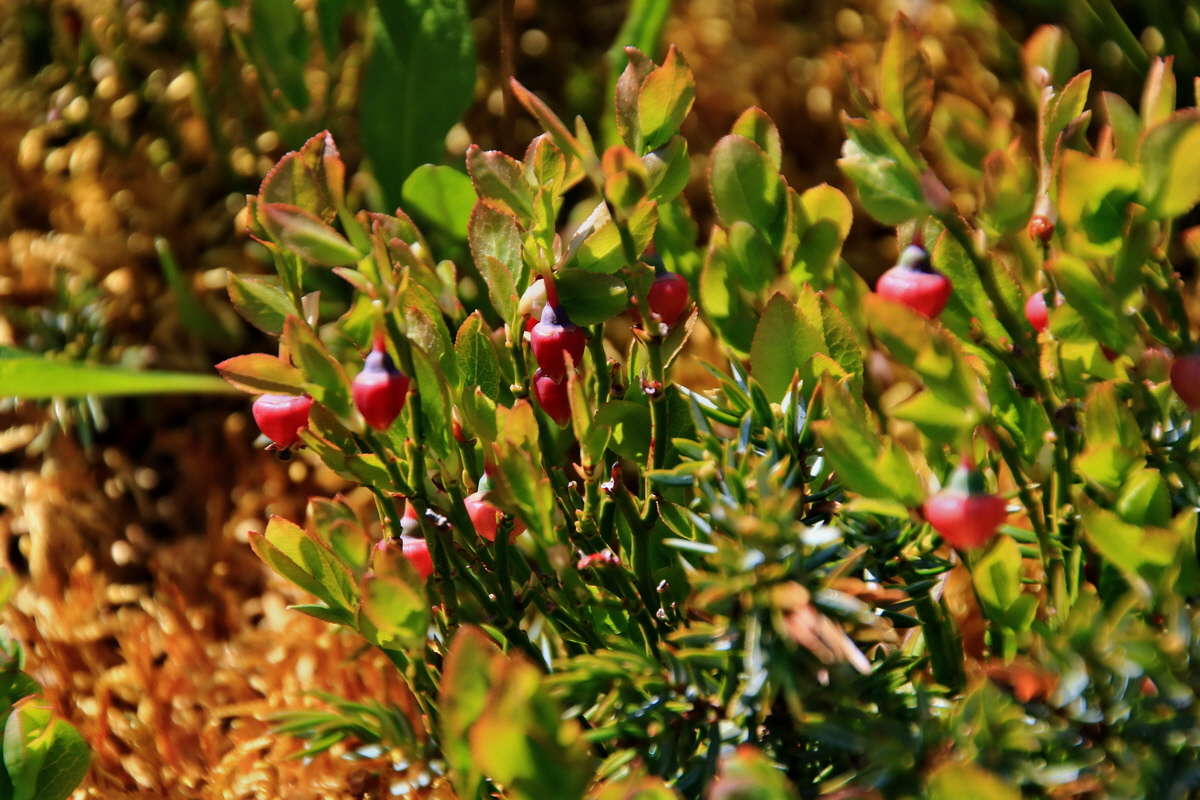 2015_06_12_002035p_Bildgr��e �ndern