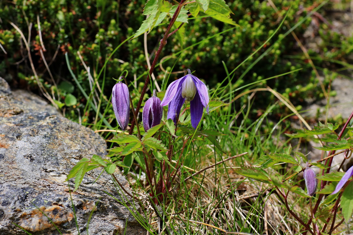 2015_06_14_002929p_Bildgr��e �ndern