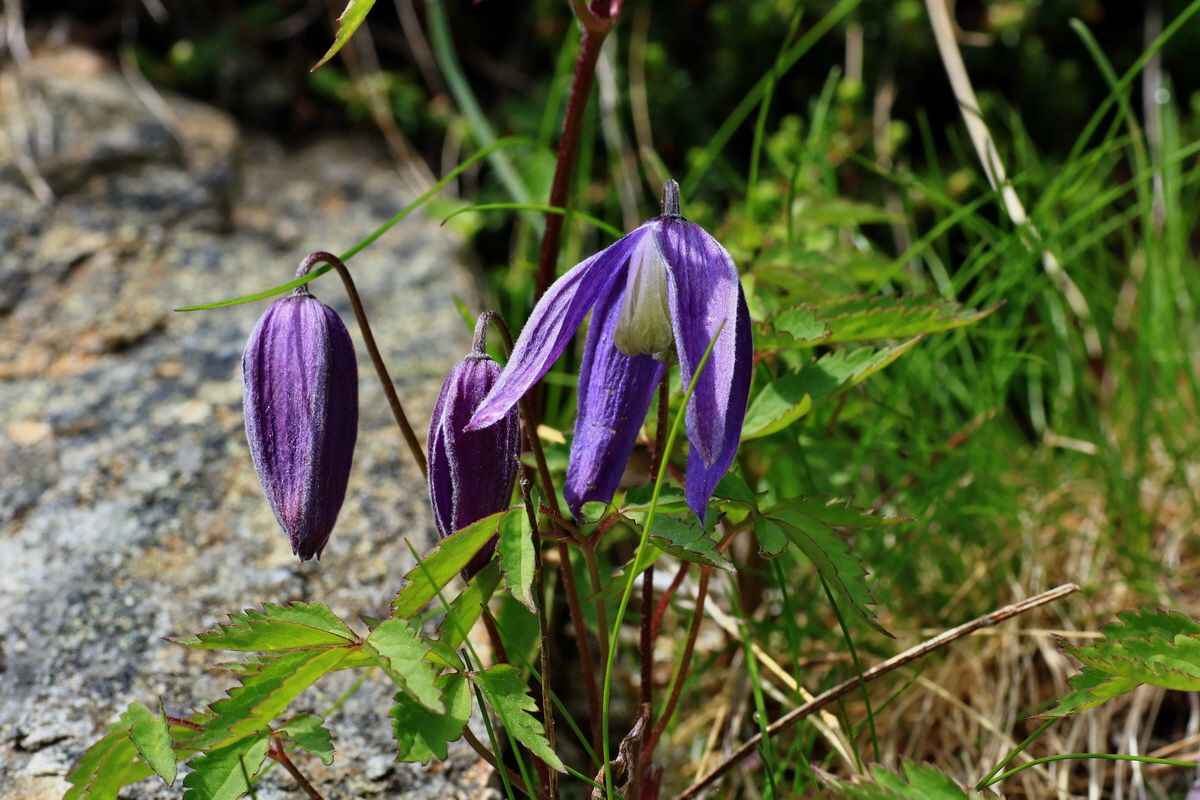 2015_06_14_002937p_Bildgr��e �ndern