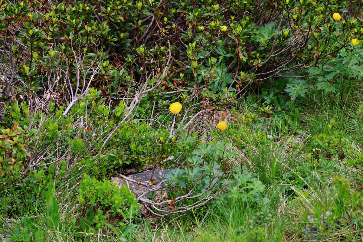 2015_06_14_002994p_Bildgr��e �ndern