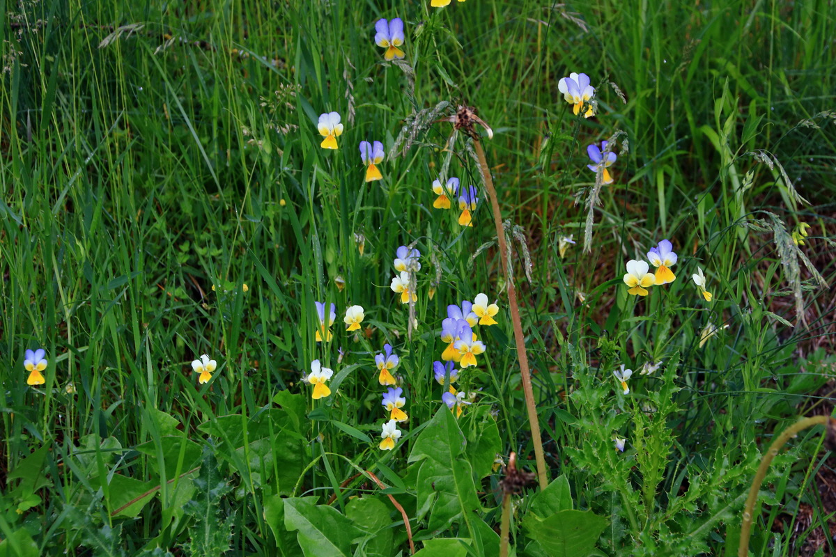 2015_06_16_003188p_Bildgr��e �ndern