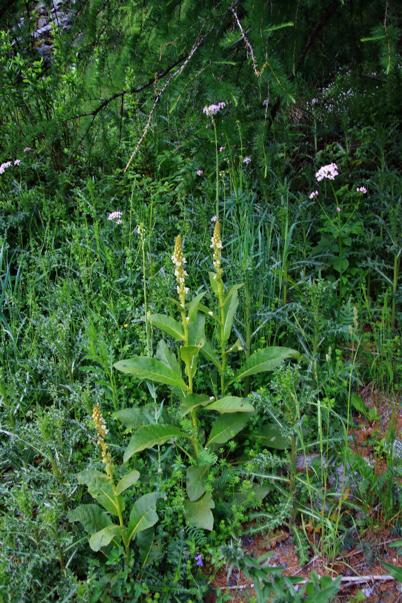 2015_06_16_003193p_Bildgr��e �ndern