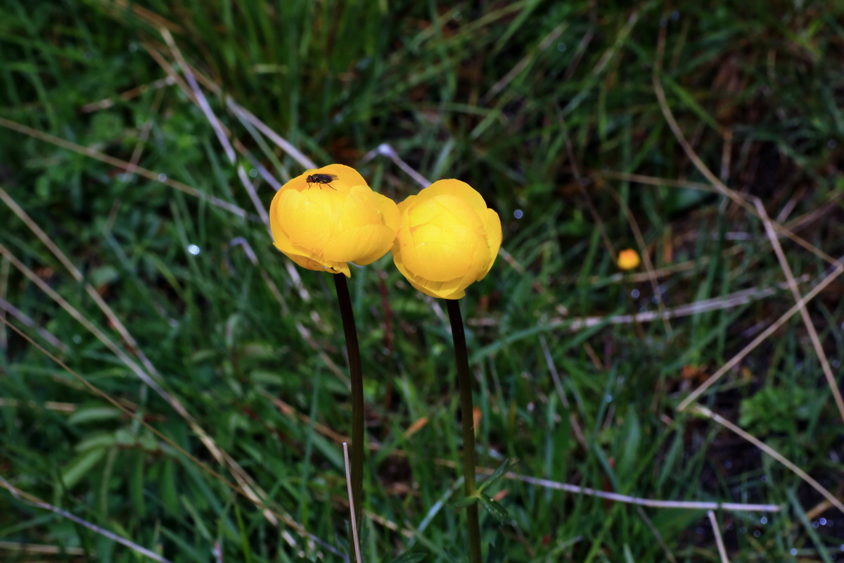 2015_06_16_003409p_Bildgr��e �ndern