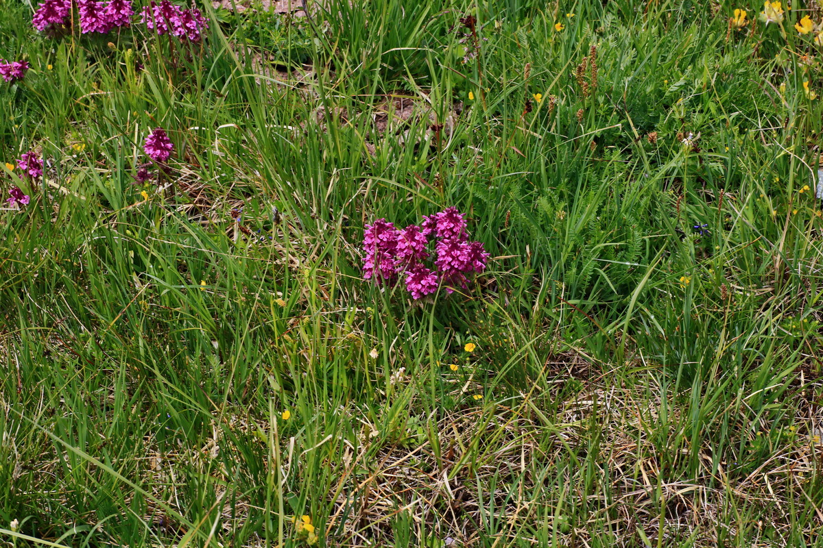 2015_06_16_003476p_Bildgr��e �ndern