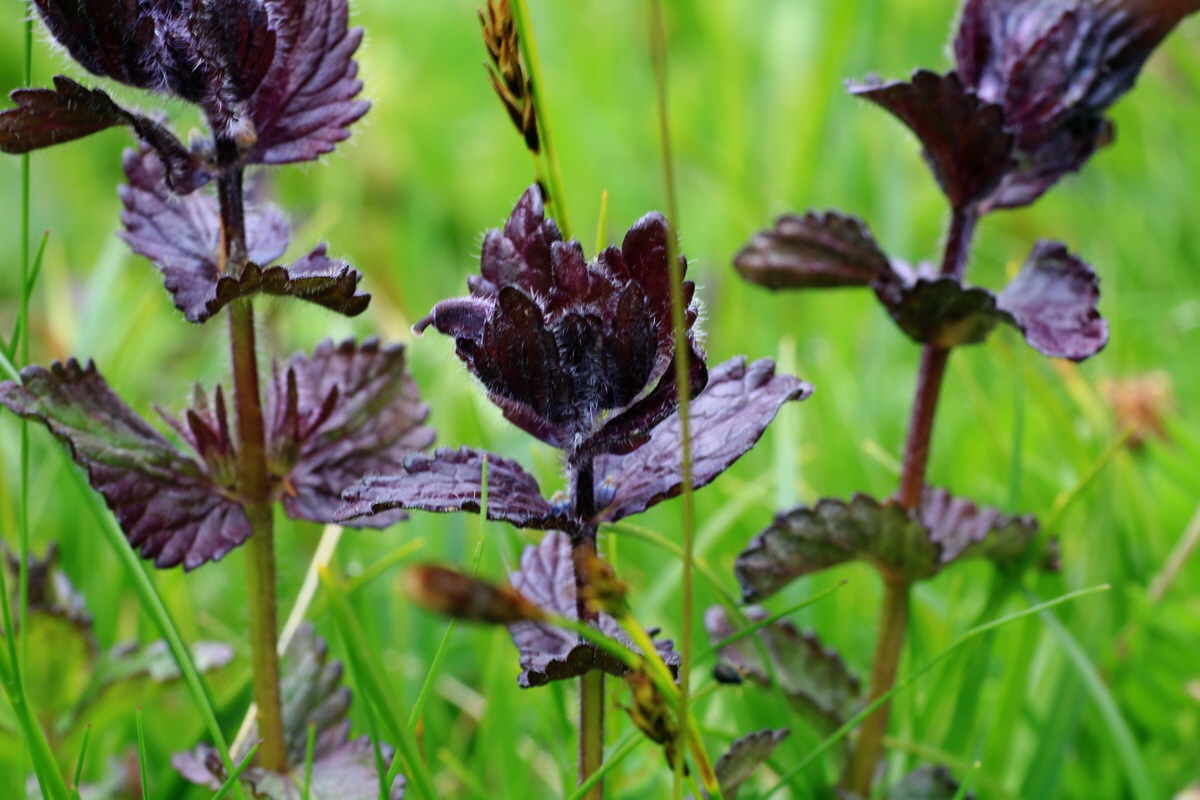 2015_06_16_003496p_Bildgr��e �ndern