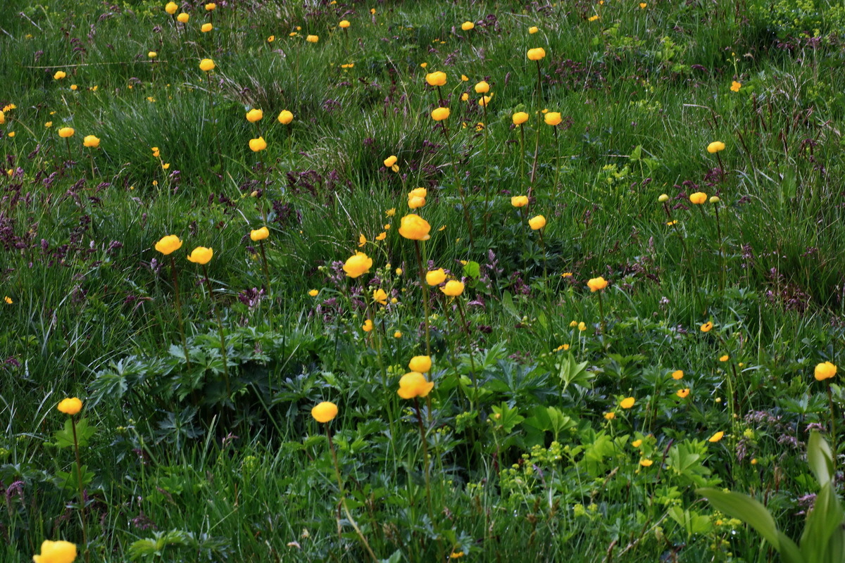 2015_06_16_003501p_Bildgr��e �ndern