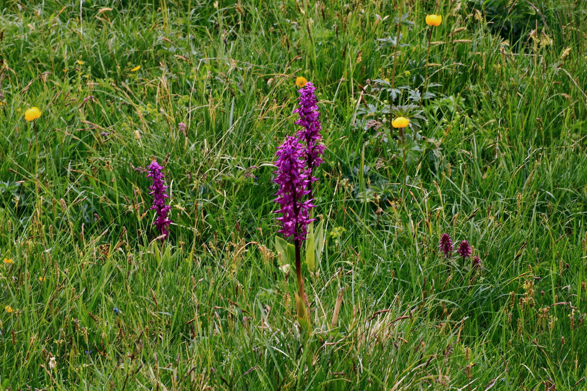 2015_06_16_003534p_Bildgr��e �ndern