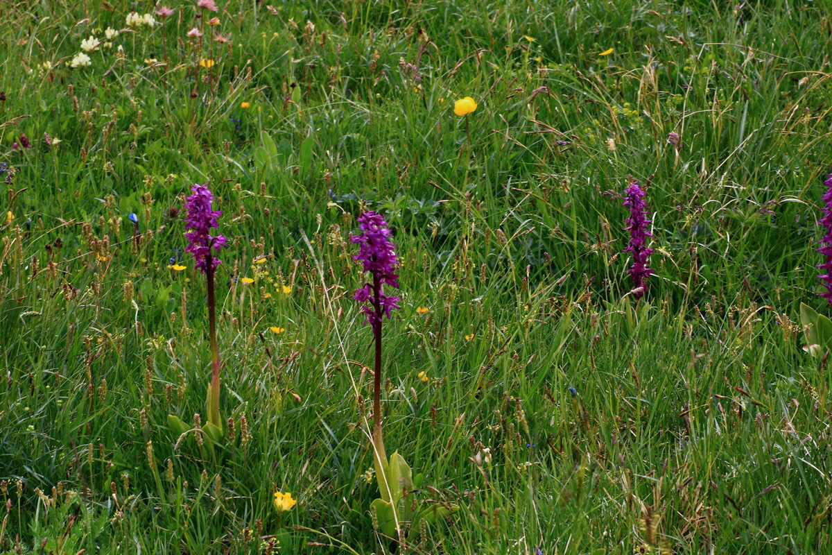 2015_06_16_003536p_Bildgr��e �ndern