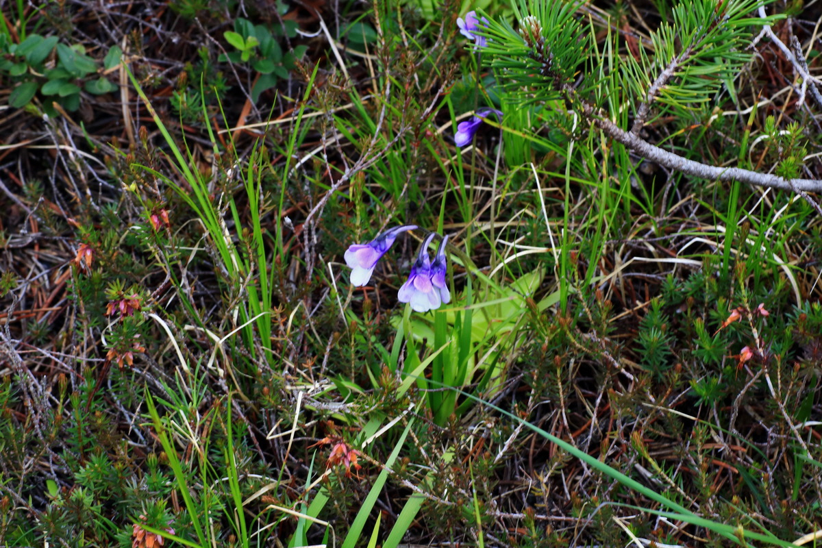 2015_06_16_003553p_Bildgr��e �ndern