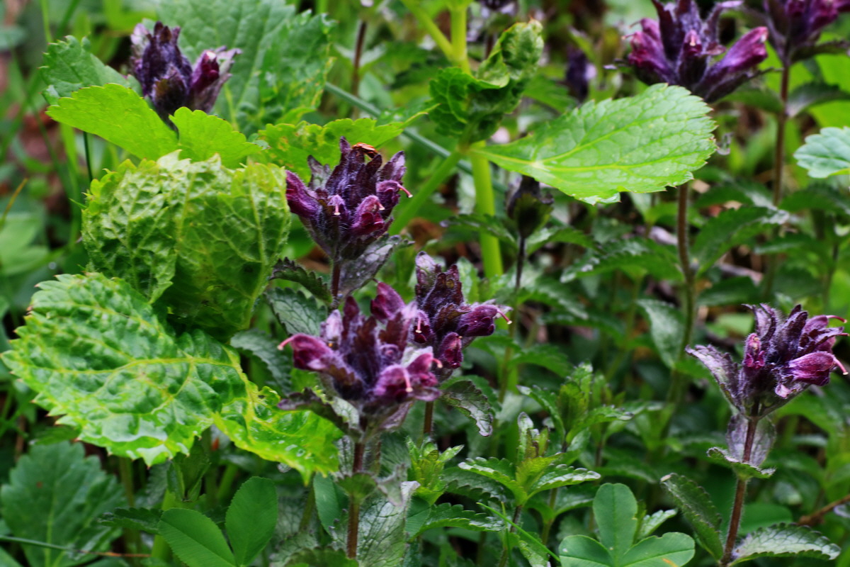 2015_06_17_003635p_Bildgr��e �ndern