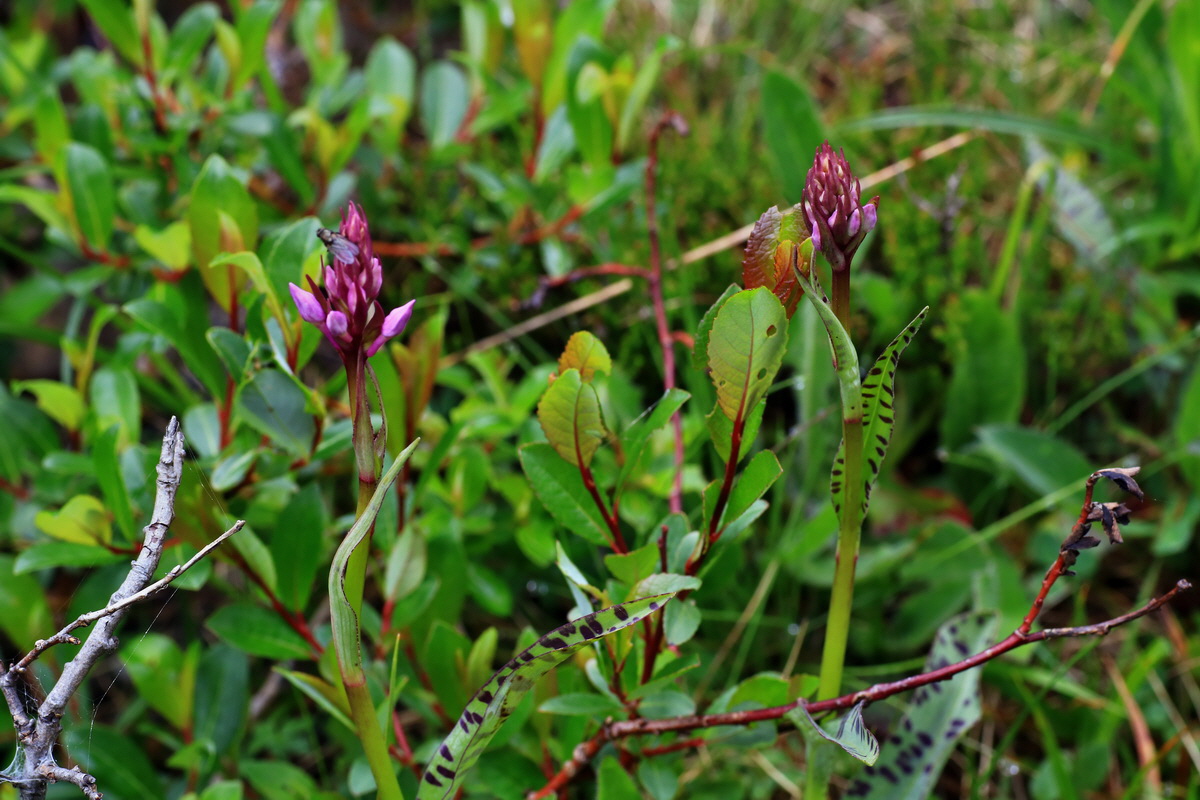 2015_06_17_003644p_Bildgr��e �ndern