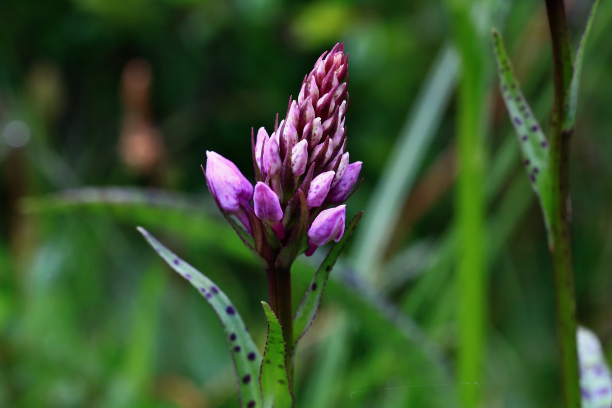 2015_06_17_003647p_Bildgr��e �ndern