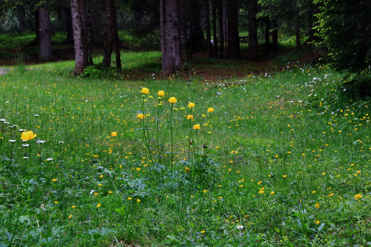 2015_06_18_003843p_Bildgr��e �ndern