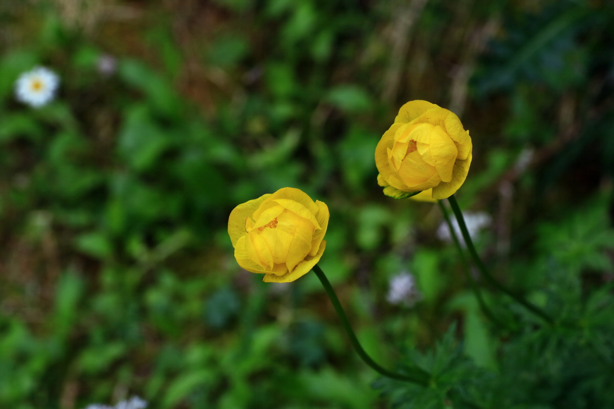 2015_06_18_003950p_Bildgr��e �ndern