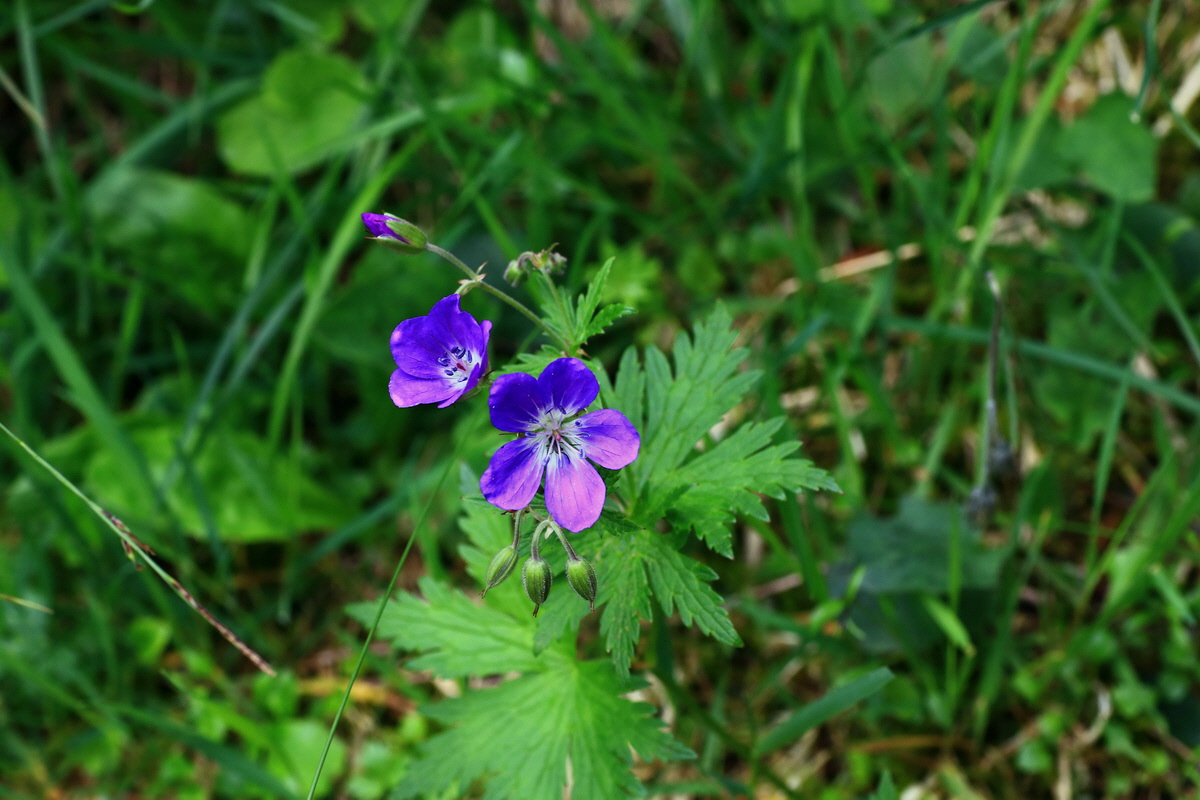 2015_06_18_003956p_Bildgr��e �ndern