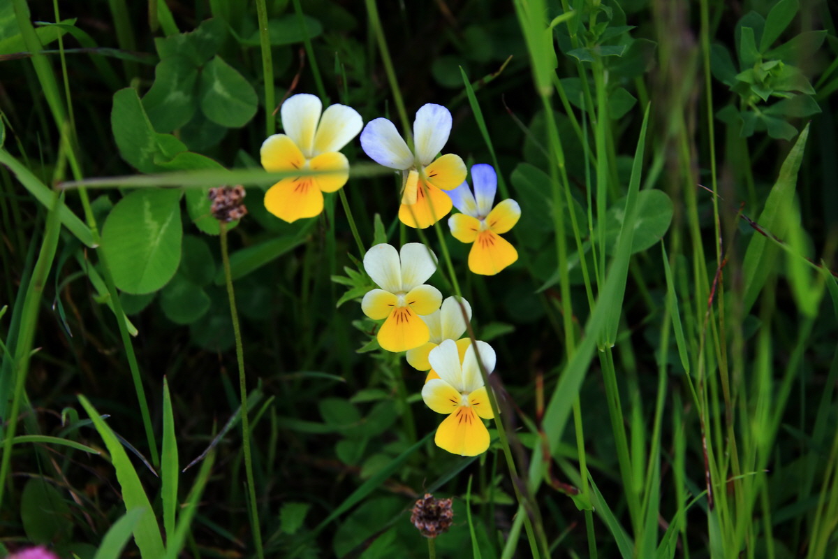 2015_06_18_004289p_Bildgr��e �ndern