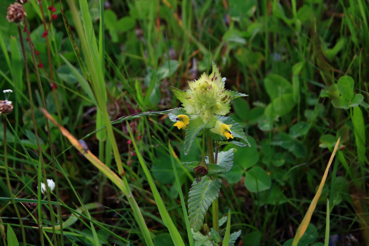 2015_06_18_004291p_Bildgr��e �ndern