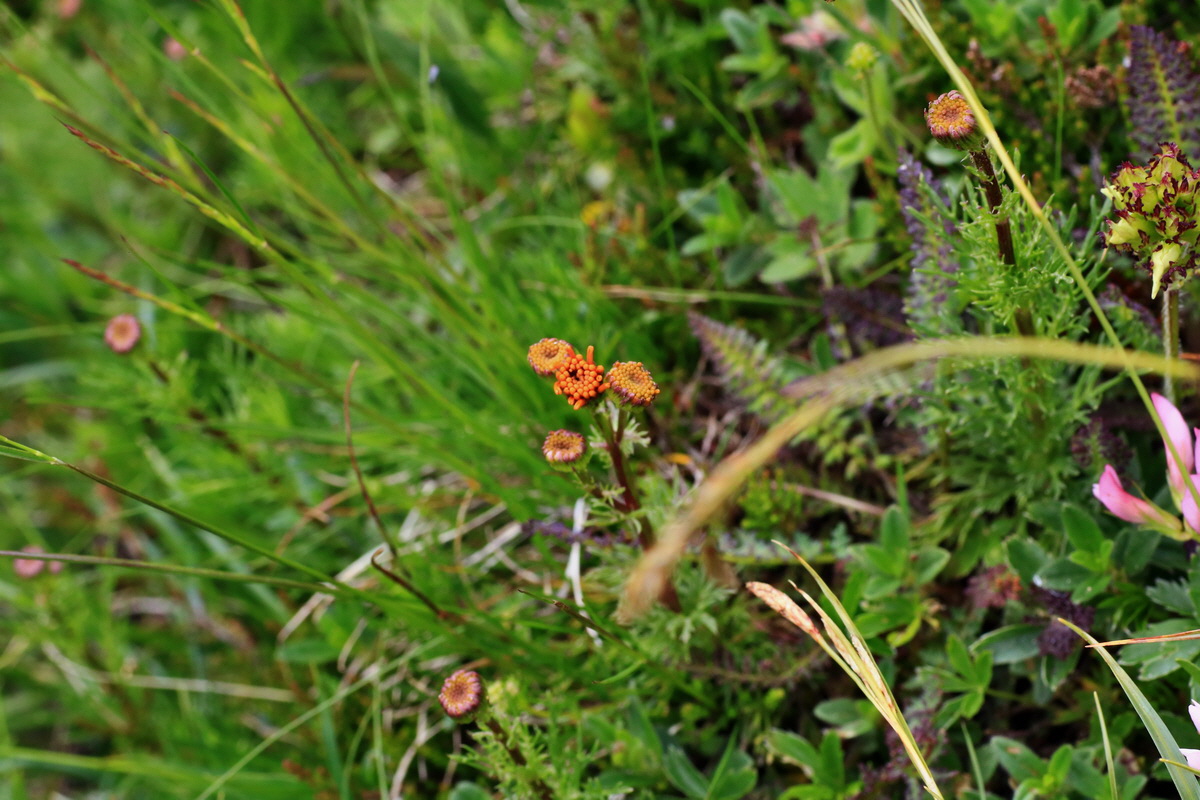 2015_06_18_004413p_Bildgr��e �ndern