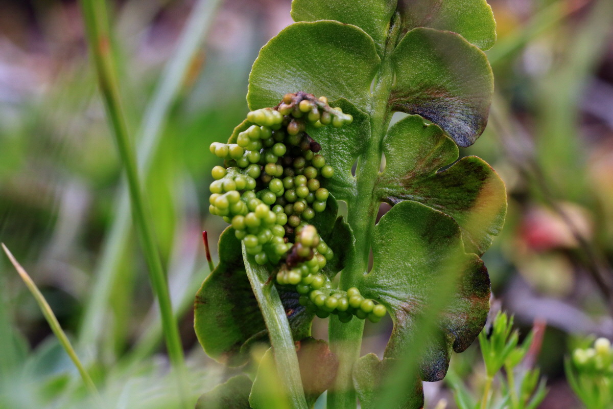 2015_06_18_004421p_Bildgr��e �ndern