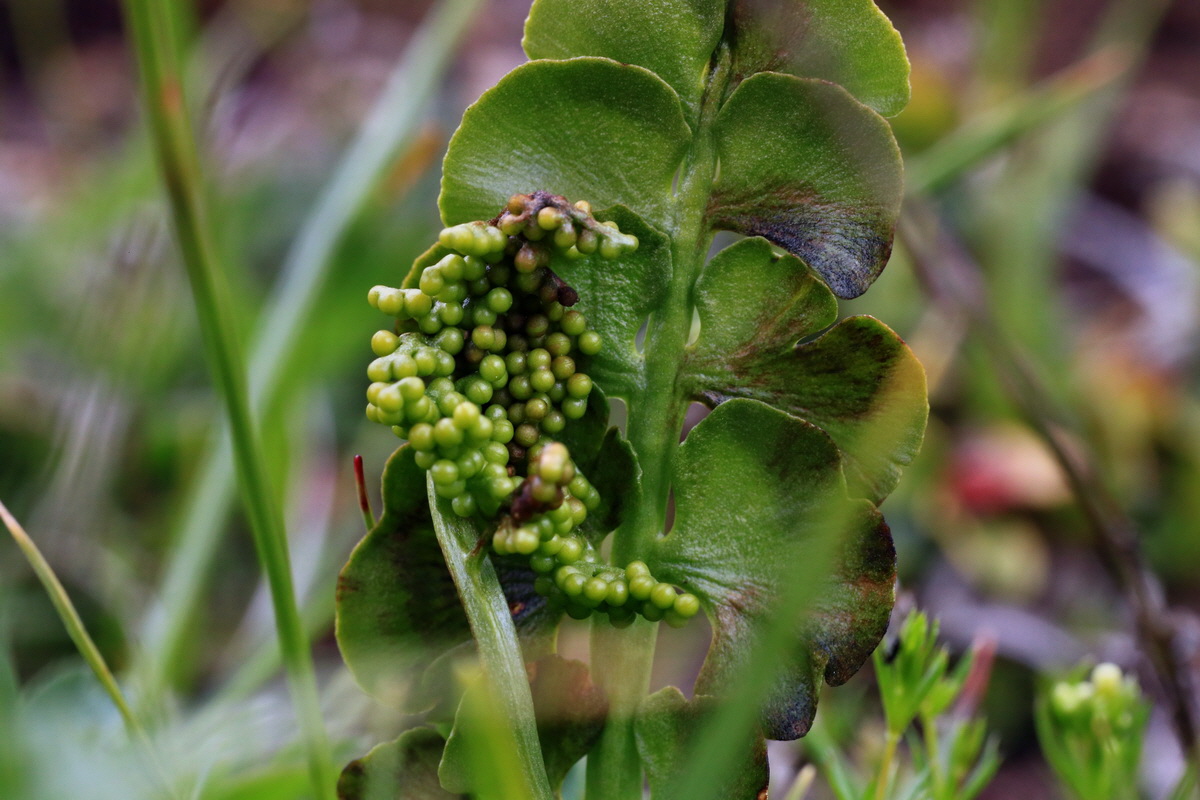 2015_06_18_004424p_Bildgr��e �ndern