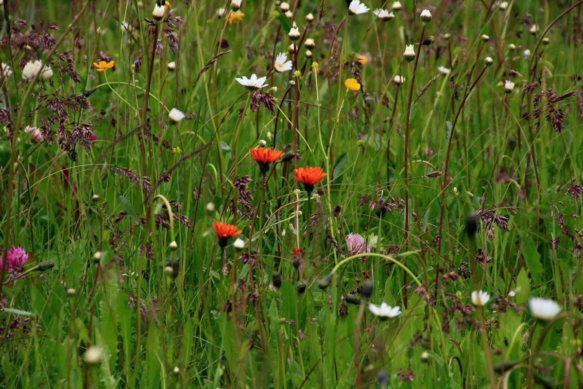 2015_06_19_004566p_Bildgr��e �ndern