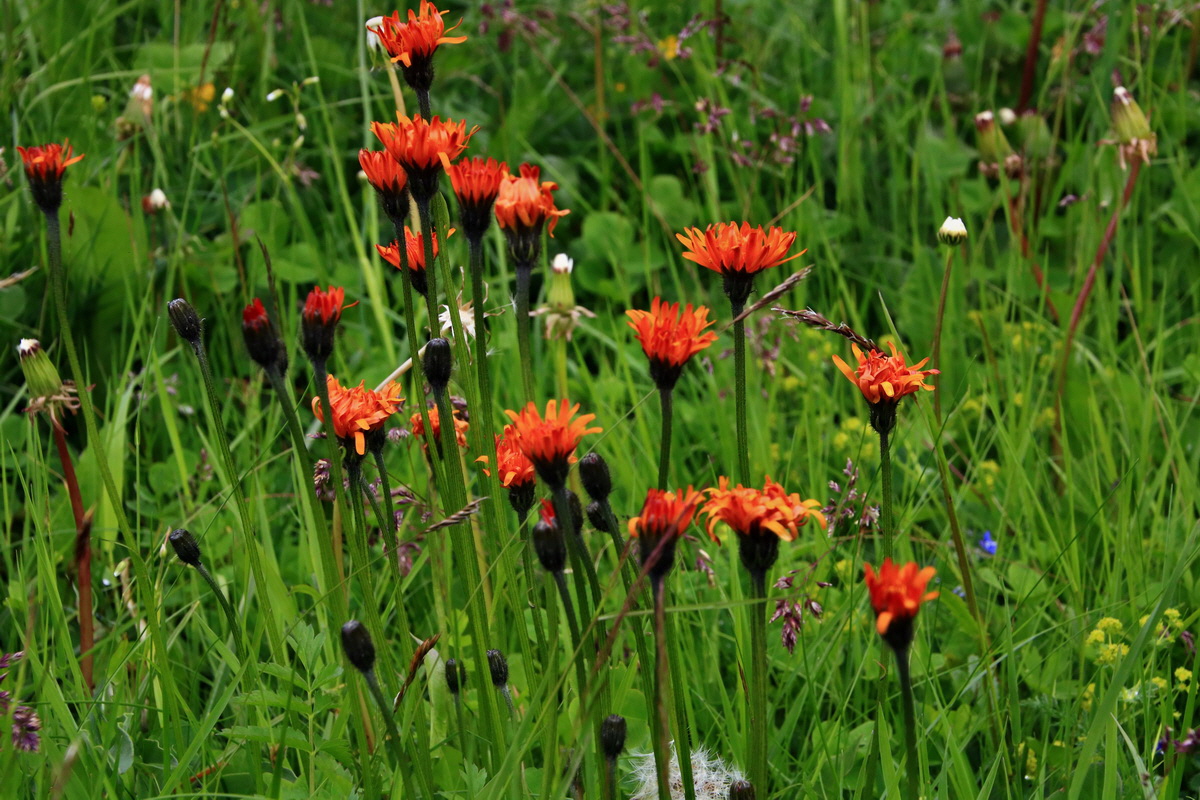 2015_06_19_004569p_Bildgr��e �ndern