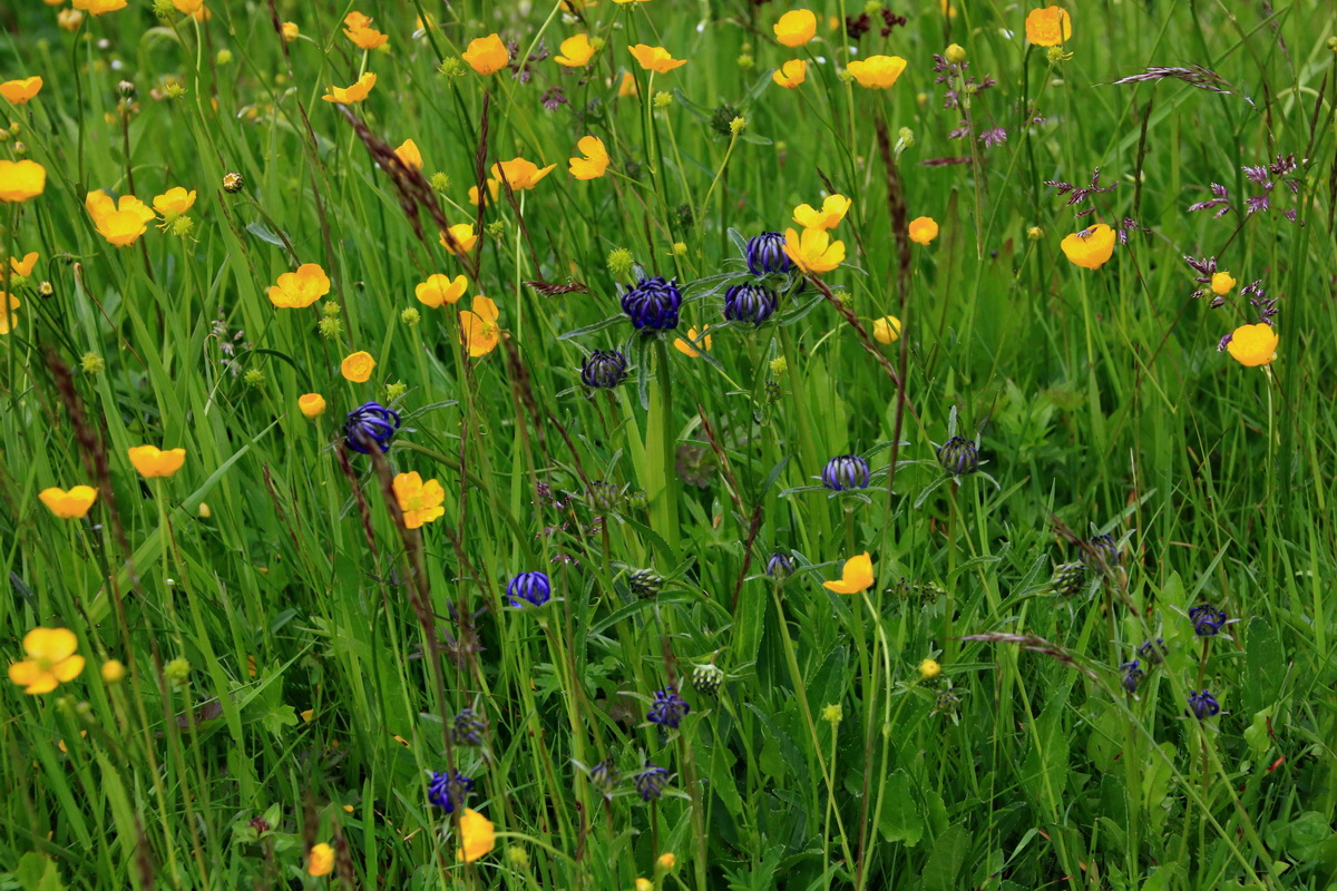 2015_06_19_004575p_Bildgr��e �ndern