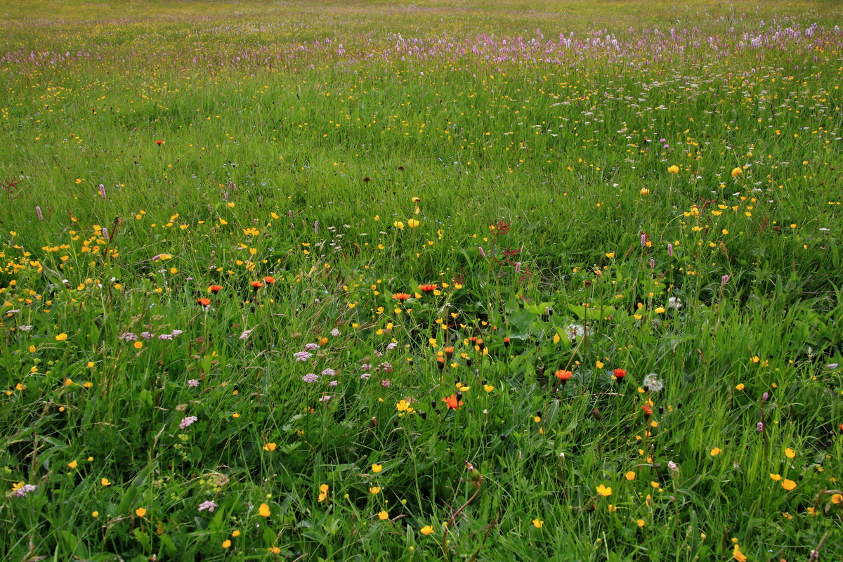 2015_06_19_004595p_Bildgr��e �ndern