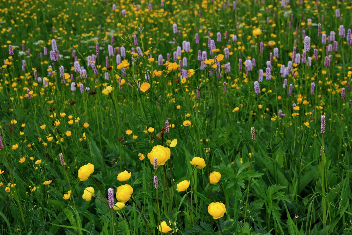 2015_06_19_004596p_Bildgr��e �ndern