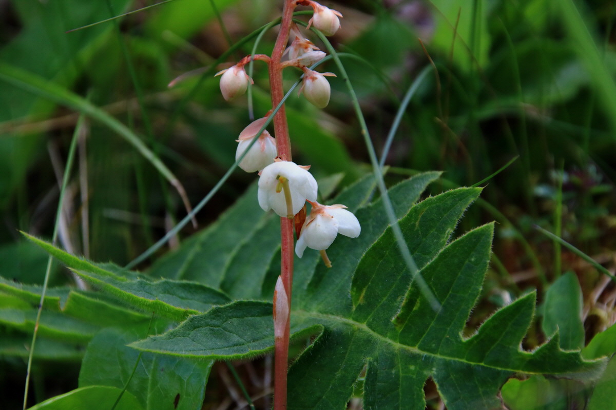 2015_06_19_004863p_Bildgr��e �ndern