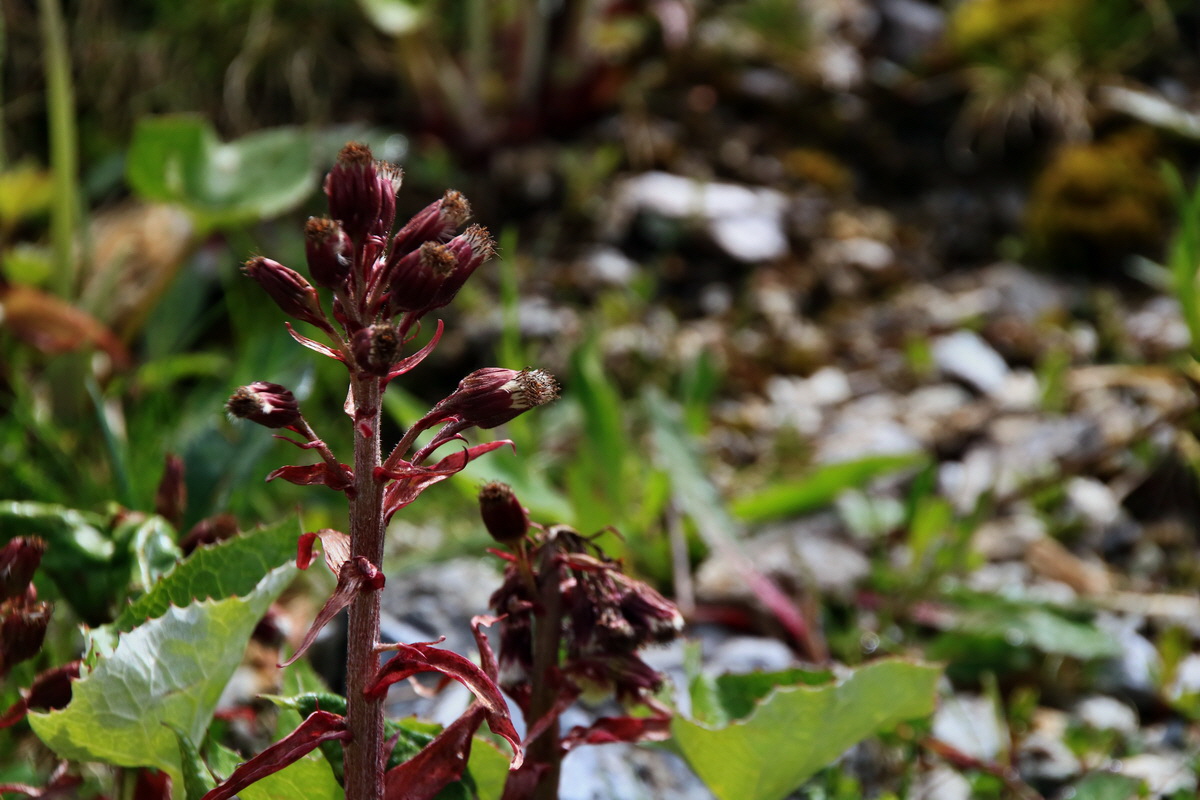 2015_06_20_004943p_Bildgr��e �ndern