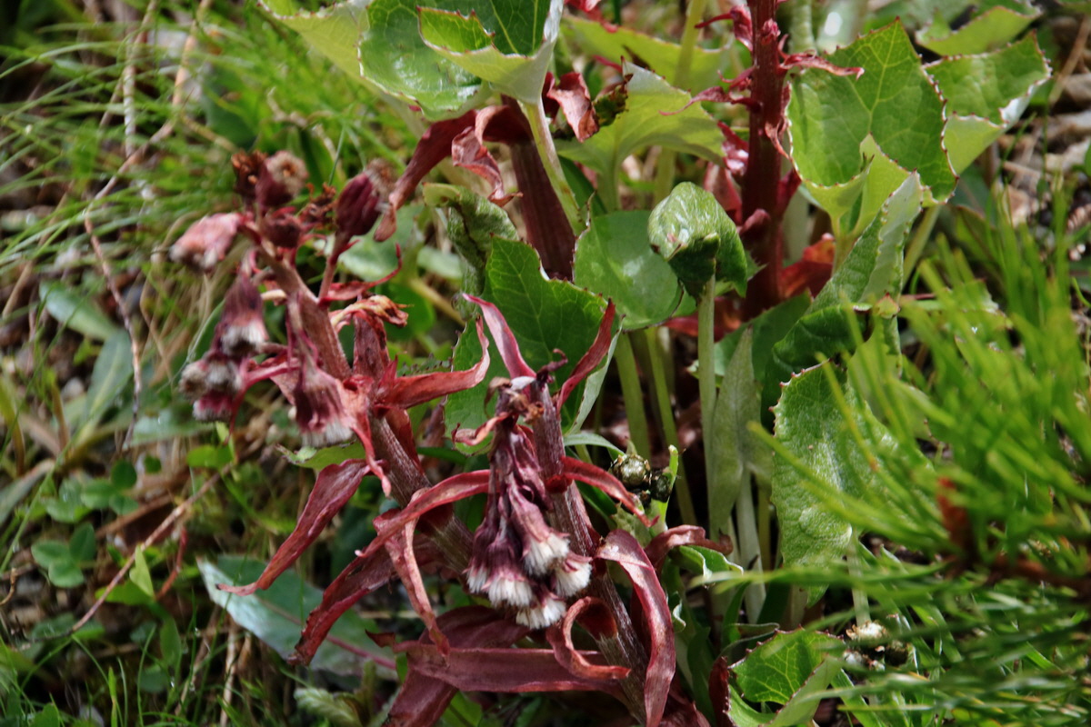 2015_06_20_004945p_Bildgr��e �ndern