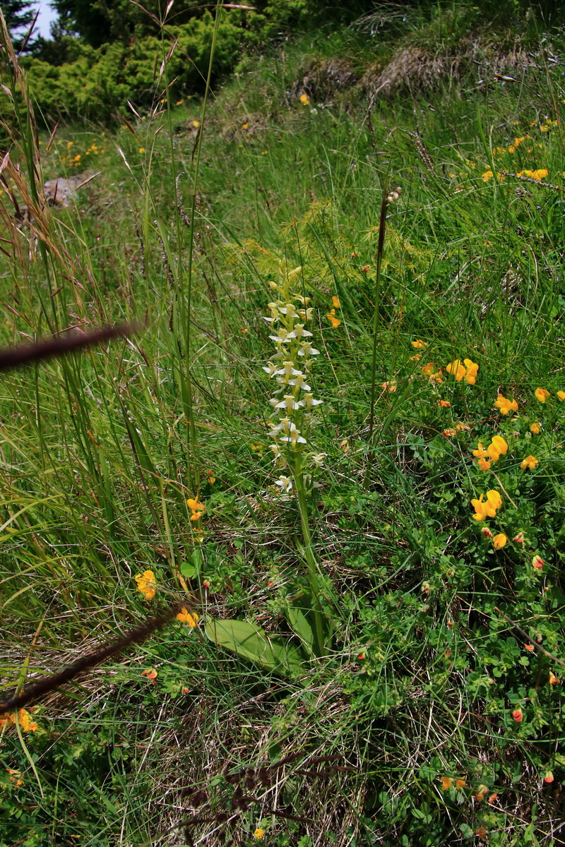 2015_06_20_005021p_Bildgr��e �ndern