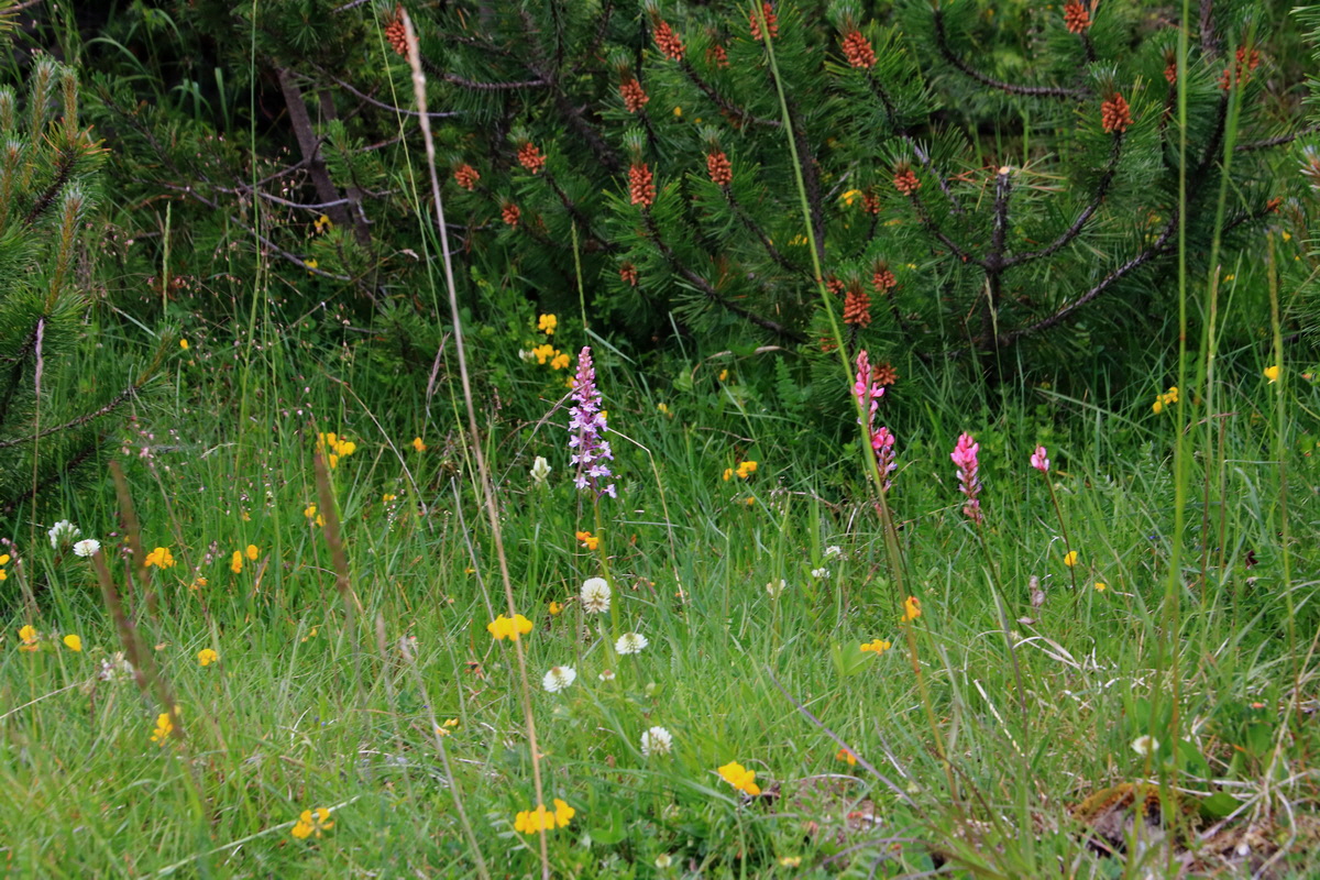 2015_06_20_005038p_Bildgr��e �ndern