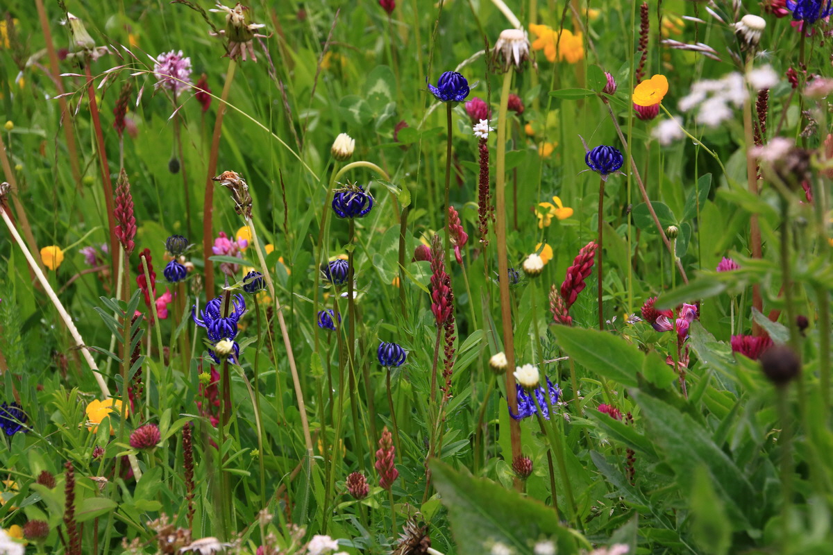 2015_06_21_005274_Bildgr��e �ndern