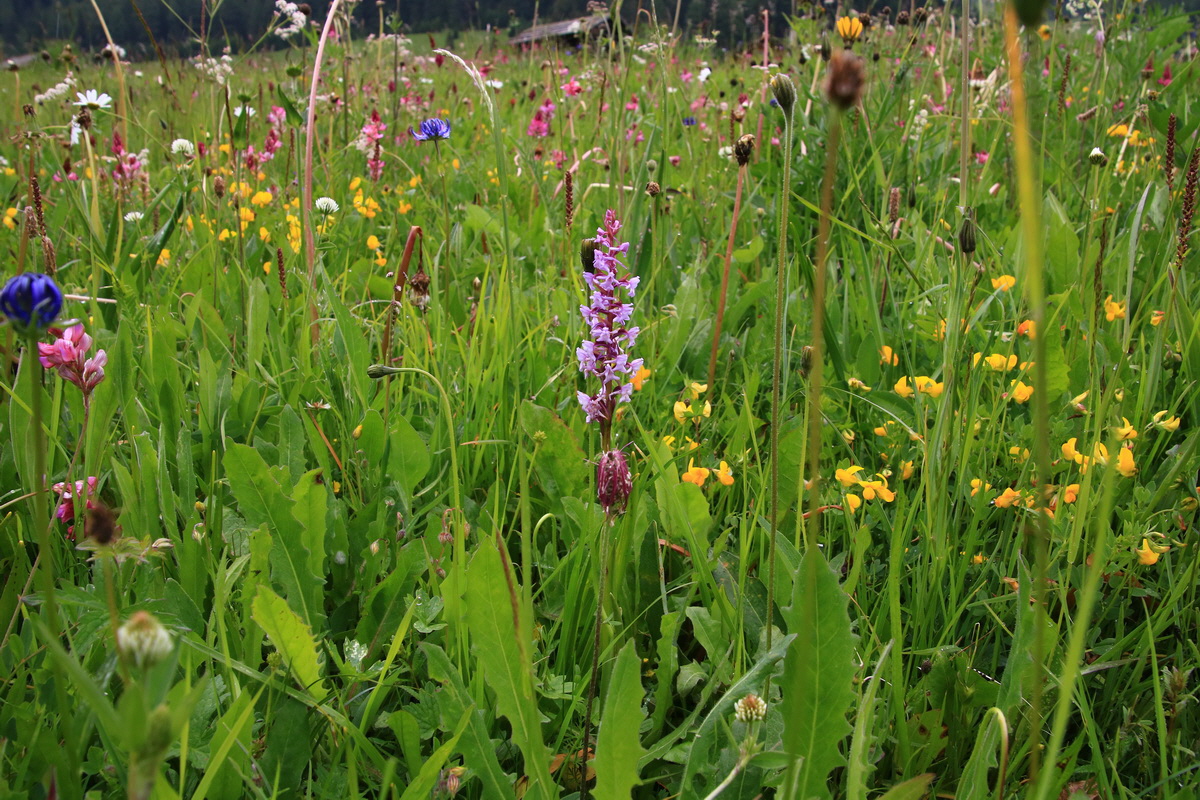 2015_06_21_005287_Bildgr��e �ndern