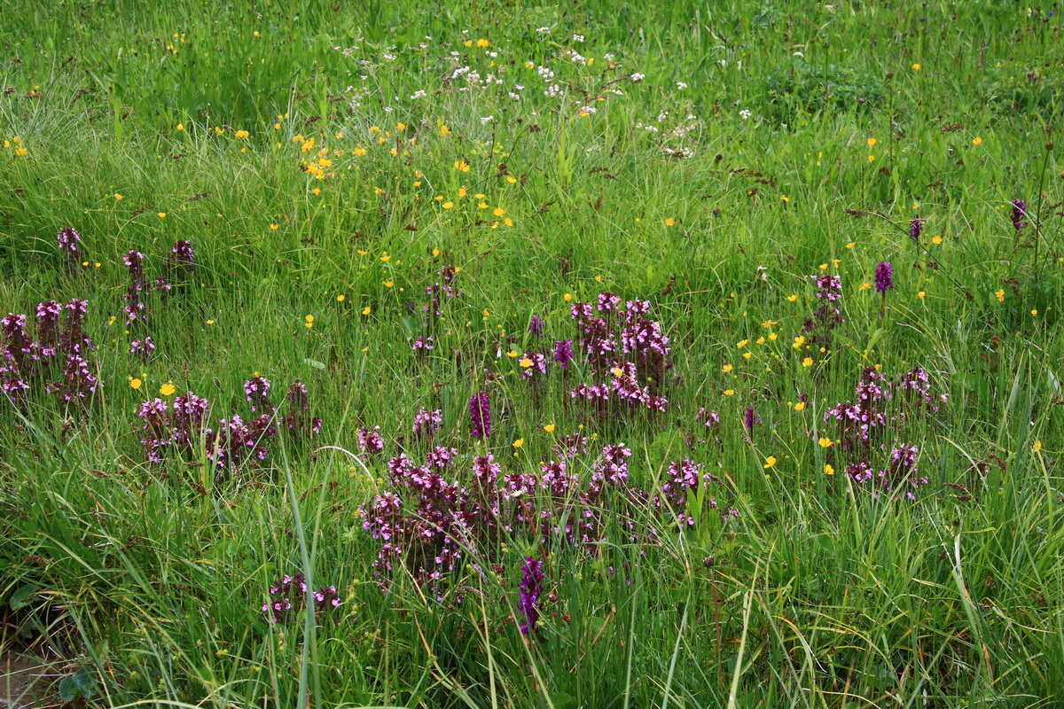 2015_06_21_005315_Bildgr��e �ndern