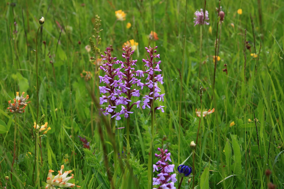 2015_06_21_005328_Bildgr��e �ndern