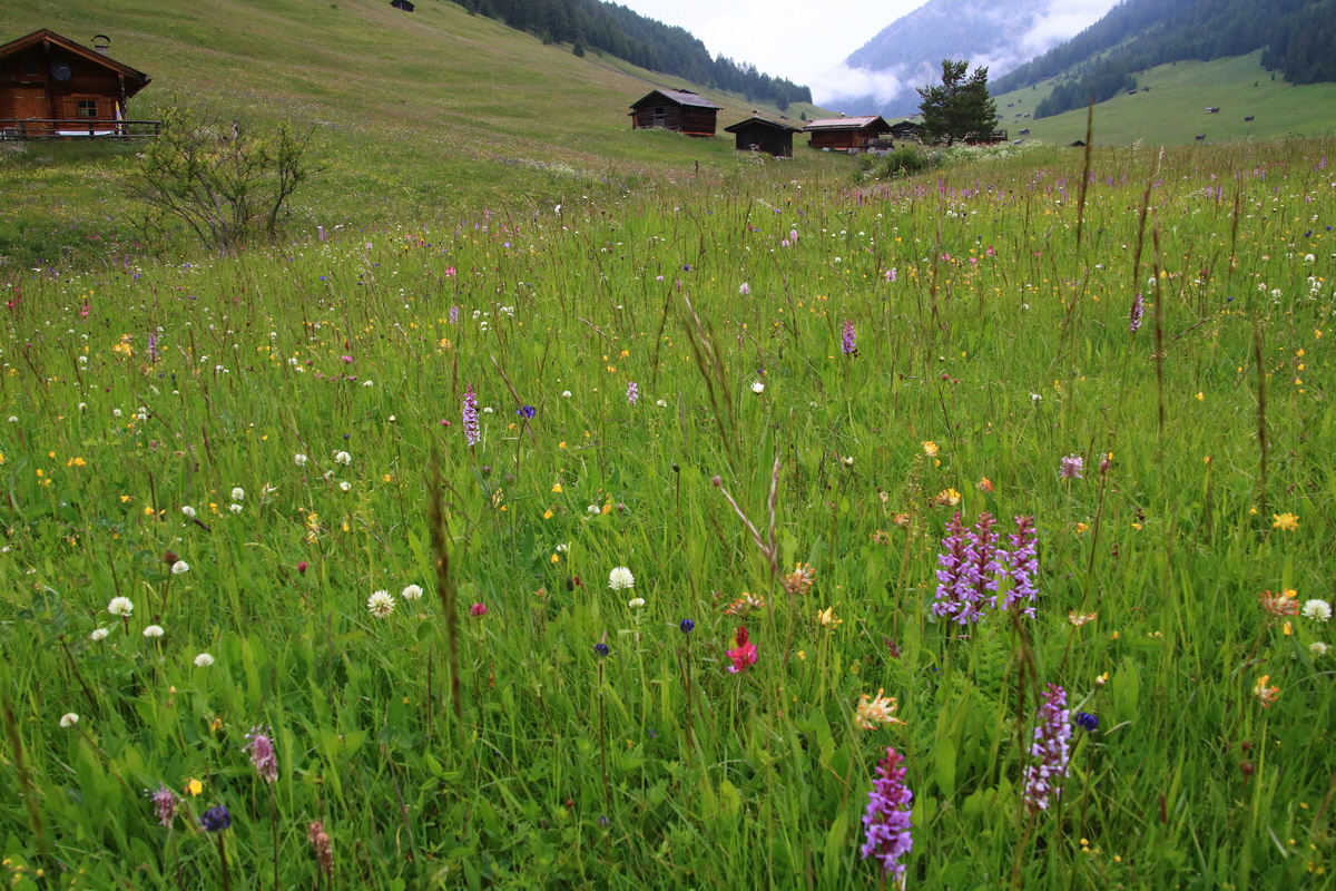 2015_06_21_005330_Bildgr��e �ndern