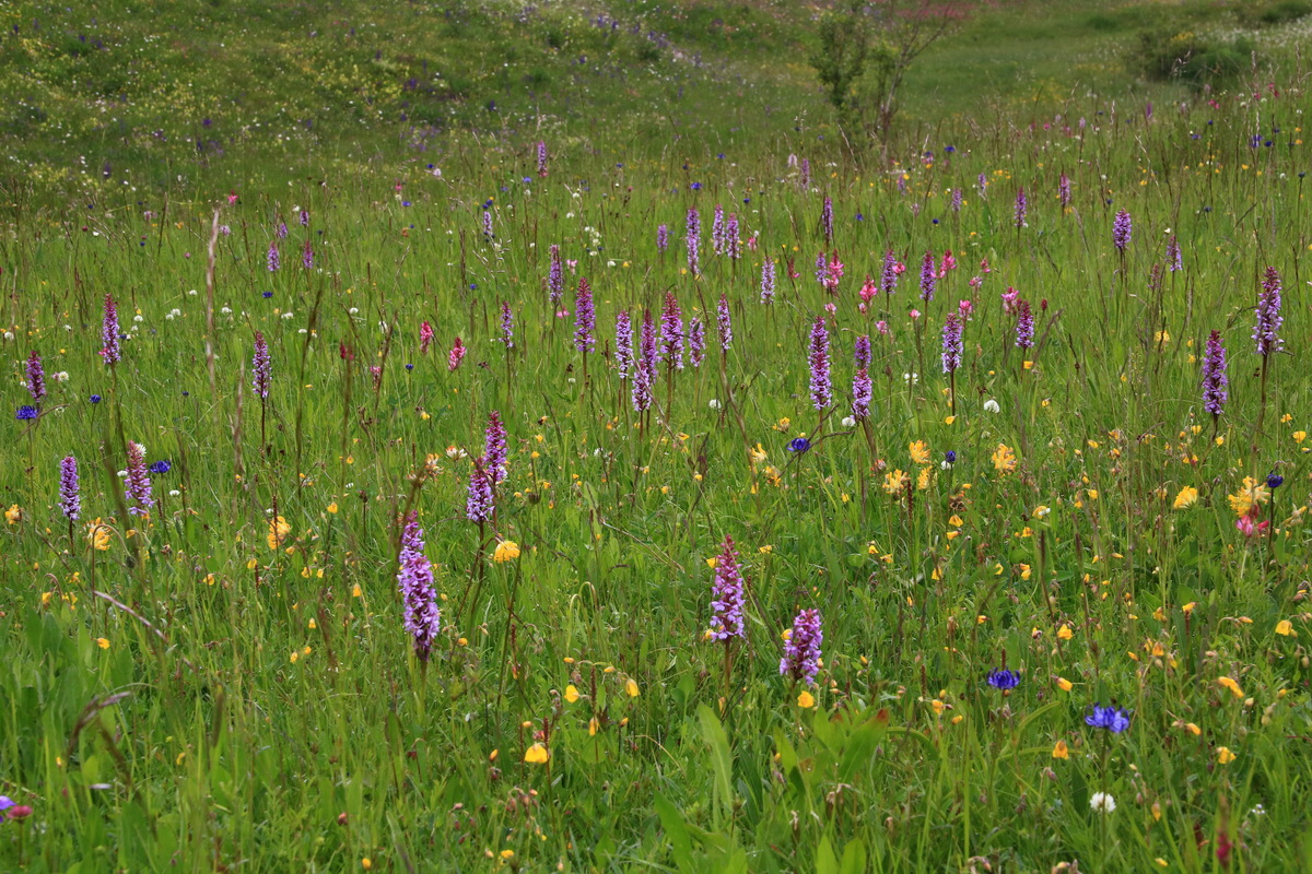 2015_06_21_005334_Bildgr��e �ndern