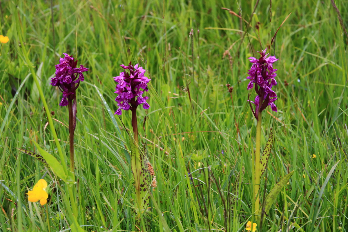 2015_06_21_005344_Bildgr��e �ndern