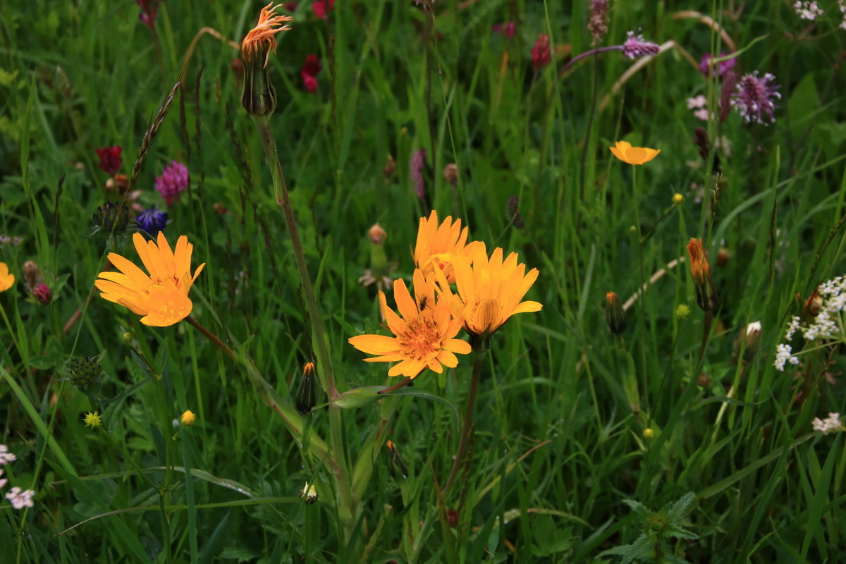 2015_06_21_005353_Bildgr��e �ndern